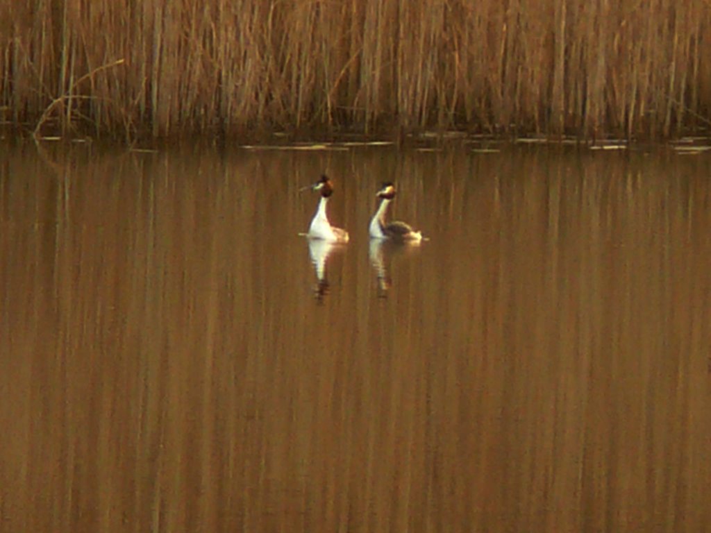 Parade Grèbes huppés 1